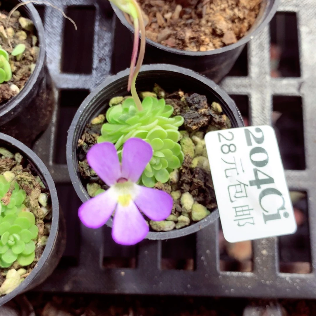 5厘米盆精控多肉204