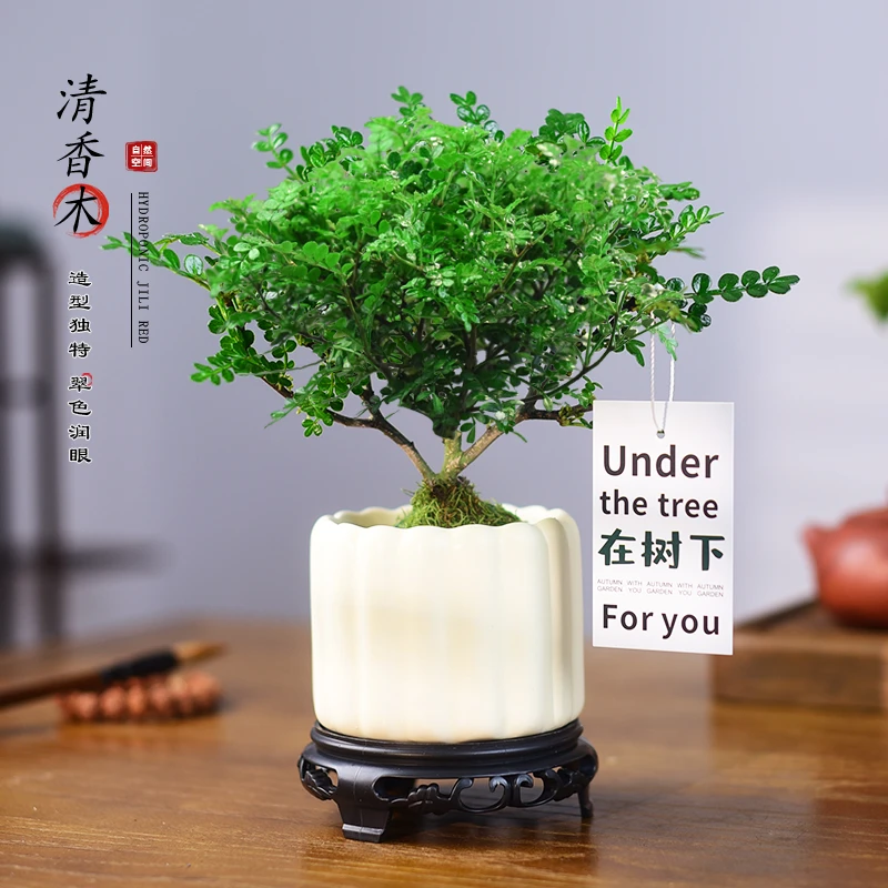 清香胡椒木盆栽室内办公客厅茶桌小盆景四季常青好养植物摆件送礼