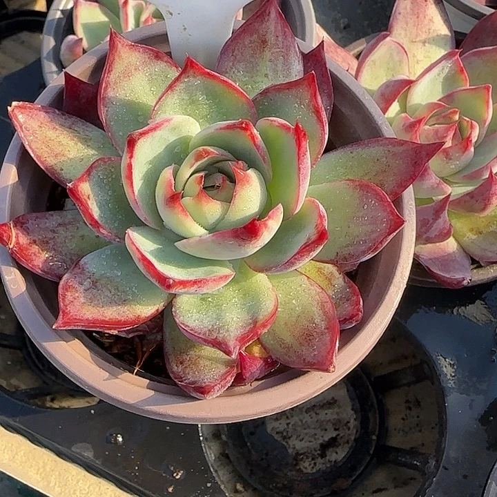 147 惊鸿仙子多肉植物