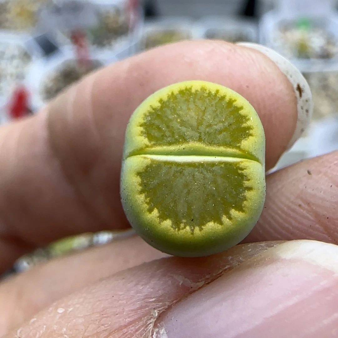 382 清框福利30包邮
