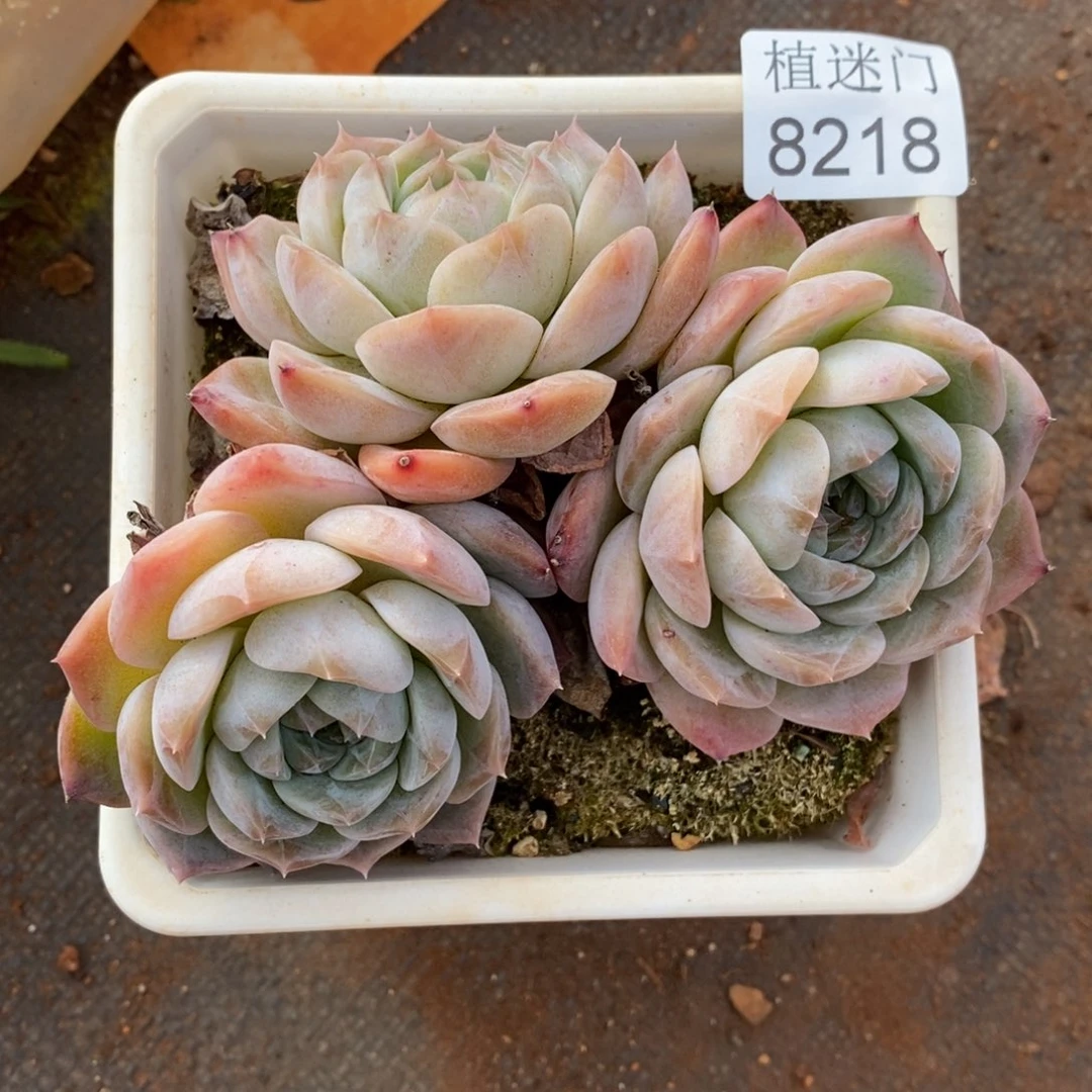 A***光杂交精品多肉8218~12厘米