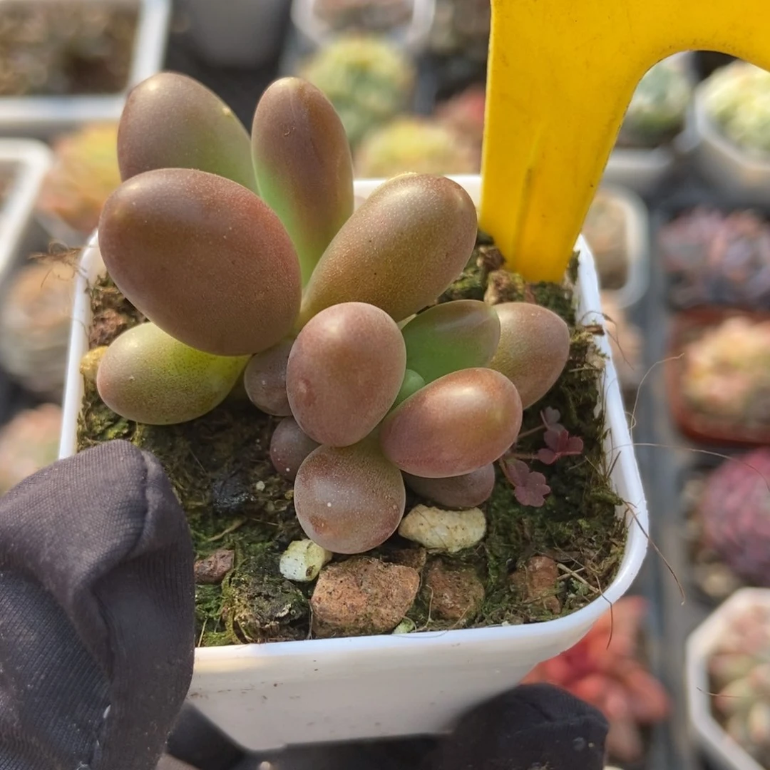 1095芒果美人多肉植物保护