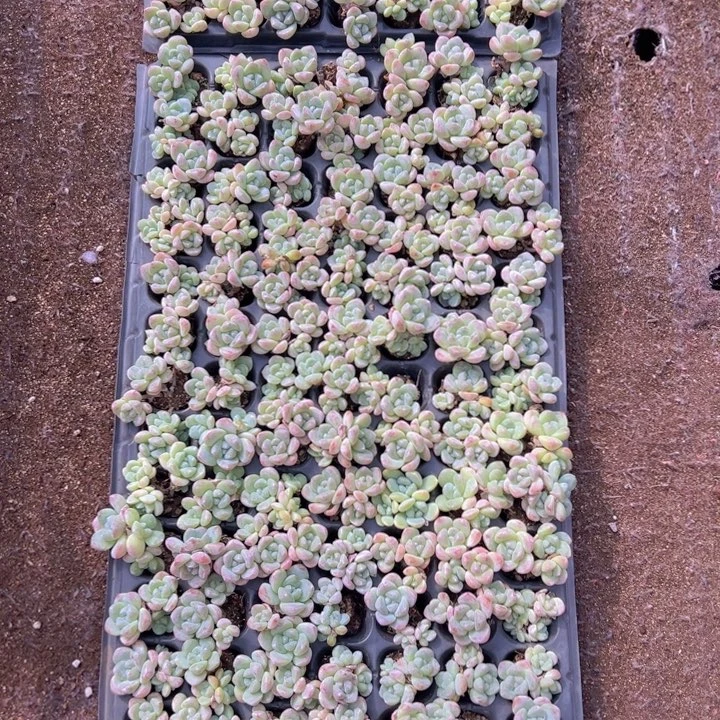 105颗群生带桩奶油冰玉！！