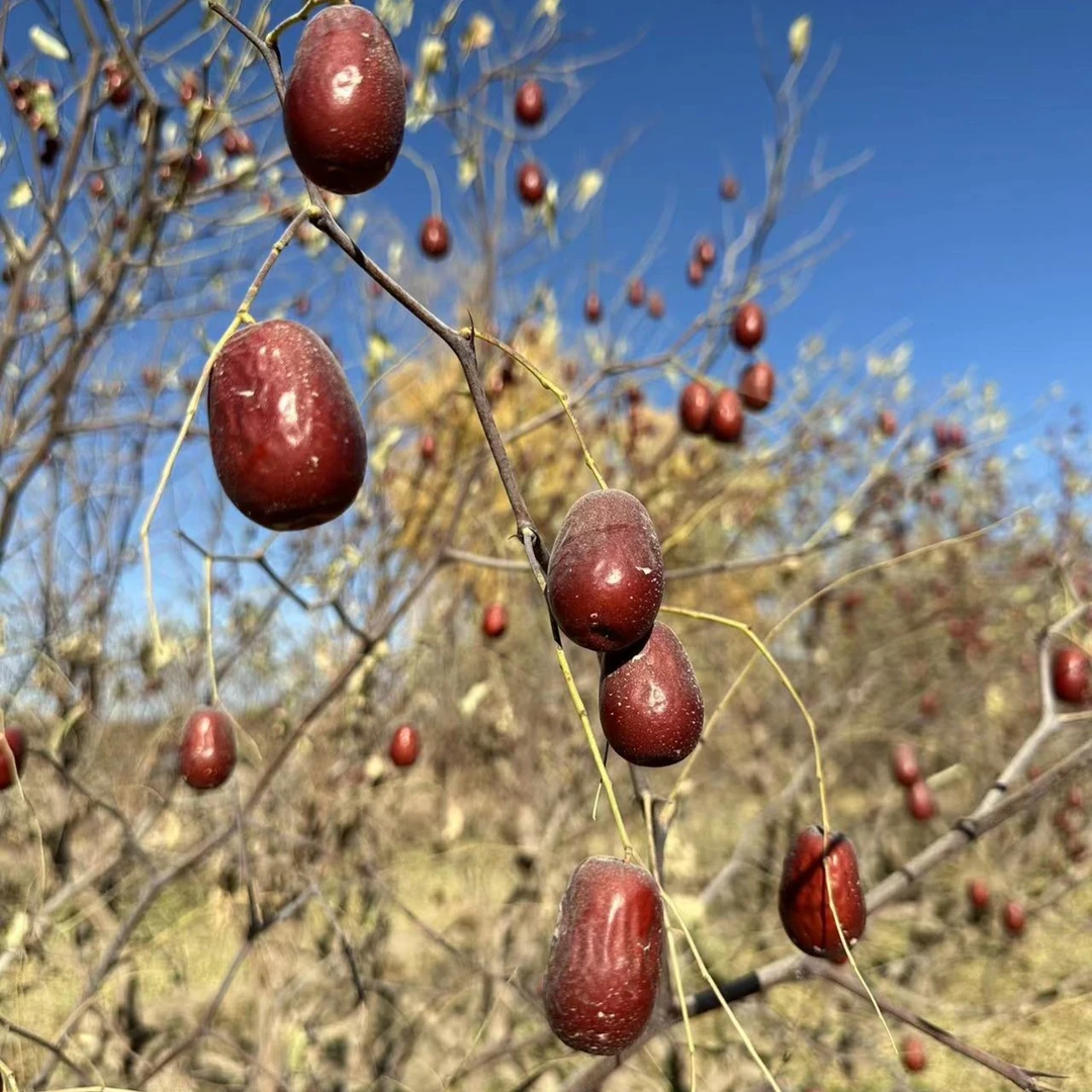 新疆未洗自然吊干和田大枣二级三级混2斤（拍五斤发六斤）产地包邮