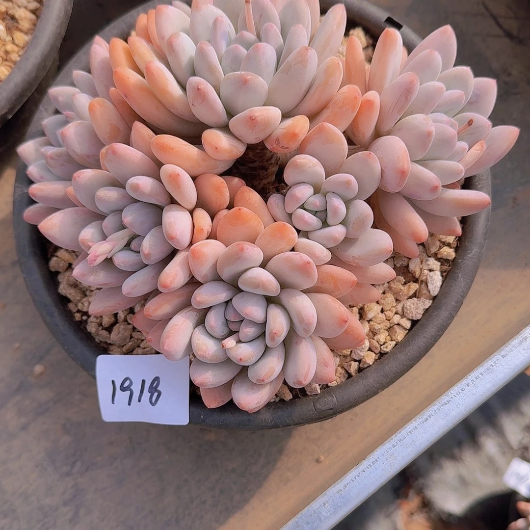 一**阳1918香水多肉植物