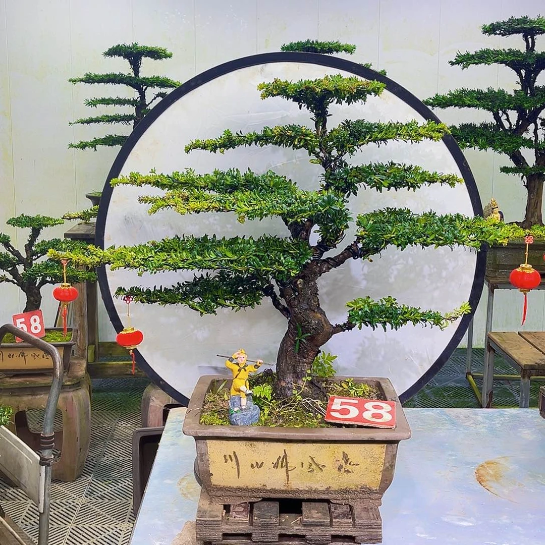 无花朵罗汉松盆景艺术