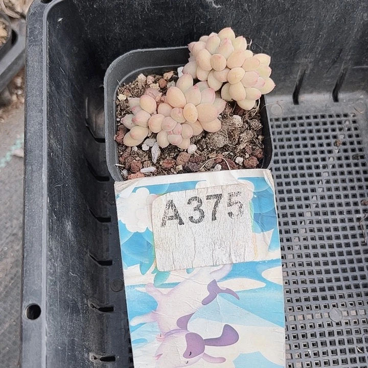 清*375密密麻麻买买买