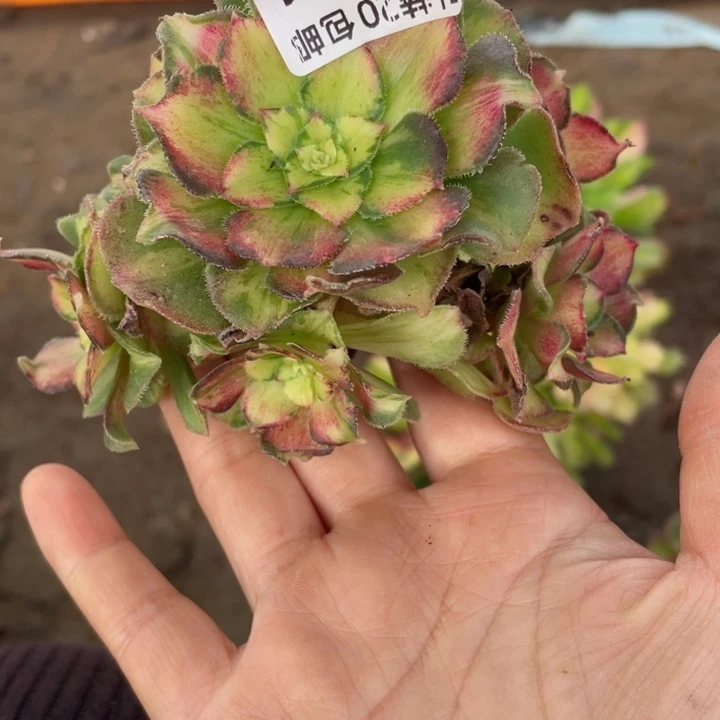 ****子431龙鳞无根多肉123446789