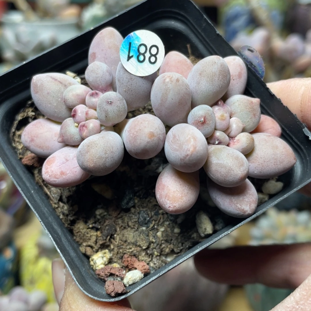 仙子奶酪多肉植物