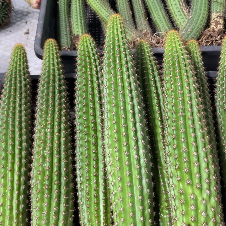 自根卡布奇诺金妞20公分上