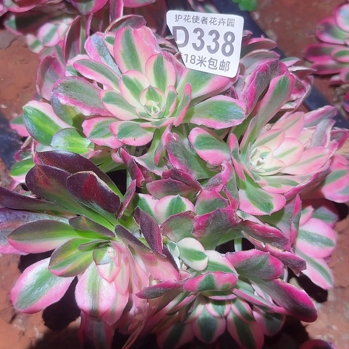 多肉法师香妃花脸