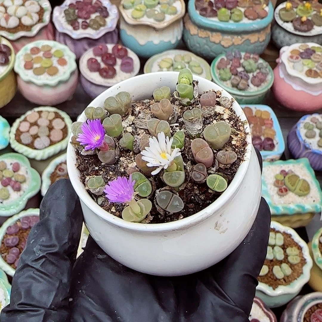 生石花满18包邮1111-114