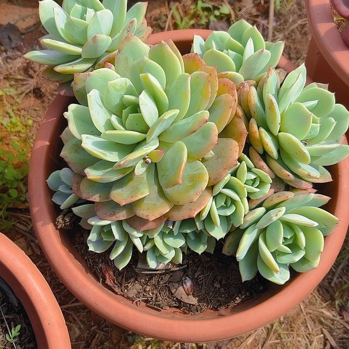 多肉植物。。。。。。。。，，，。