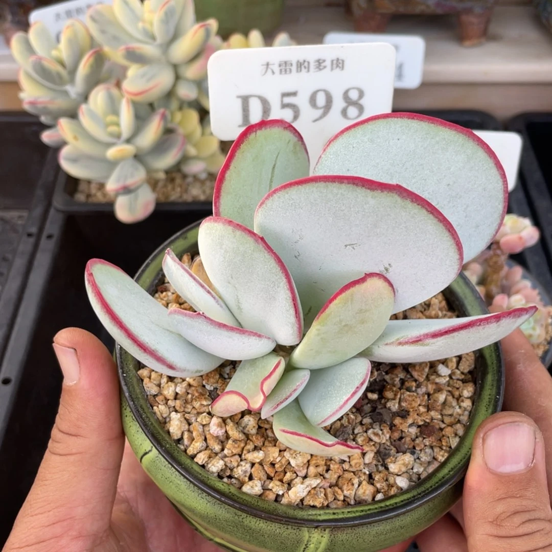 598白眉不带盆12厘米