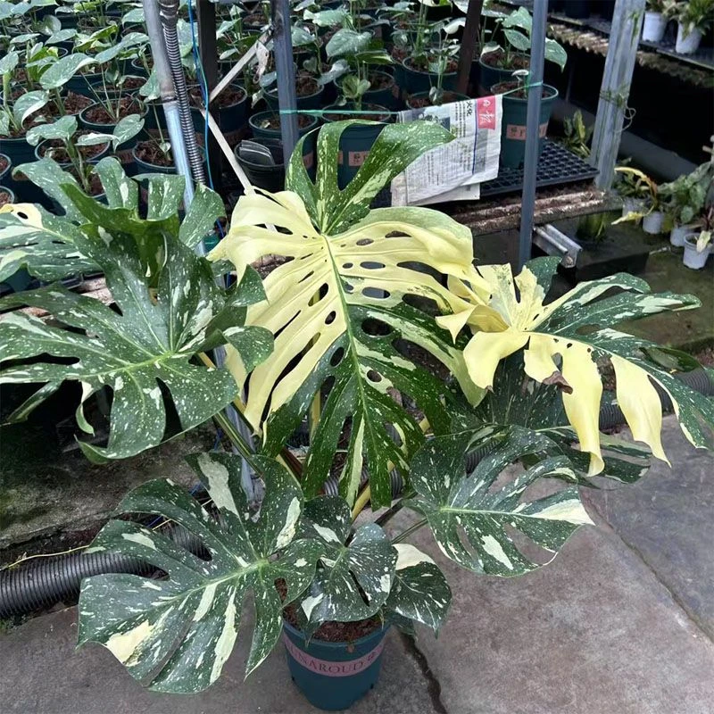 洒金龟背竹【一物一拍】网红热植室内装饰好养适合阳台观叶植物