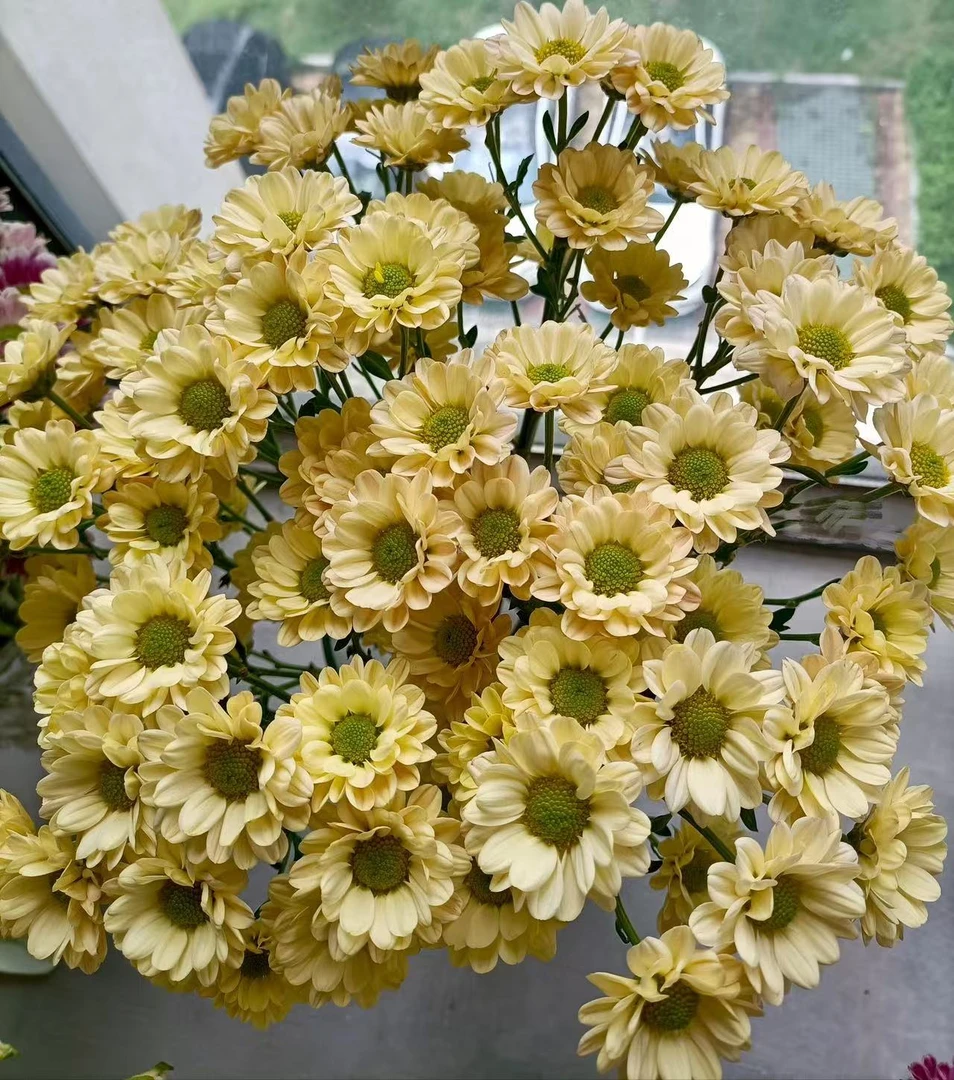 香槟小雏菊 小雏菊 观赏性高 花期长 好养 品类齐全支持混搭选色