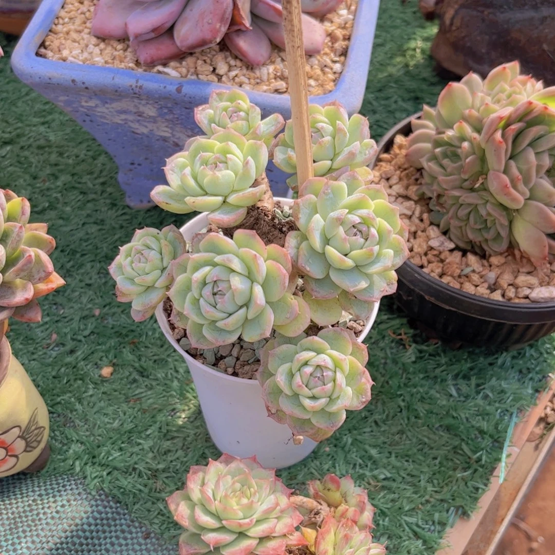 迪***主杂多肉植物哦31207