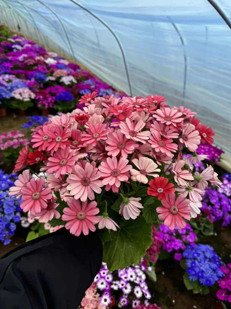 瓜叶菊盆栽四季带花阳台花卉耐寒好养开花年宵庭院菊花带花苞
