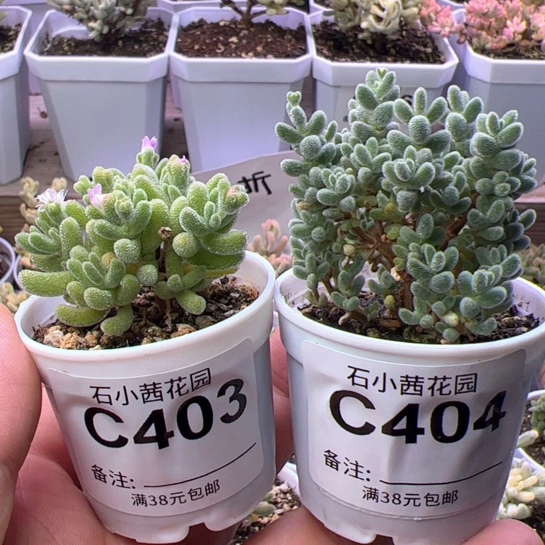 多肉植物枝干冰晶两颗个体