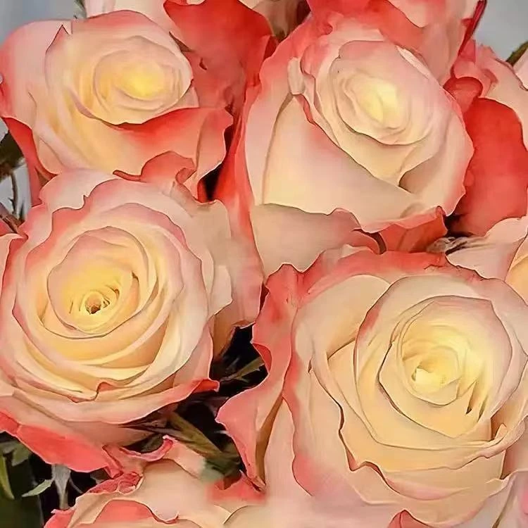 【生活方式】月季 灌木大花 切花玫瑰 直立勤花 抗病耐开