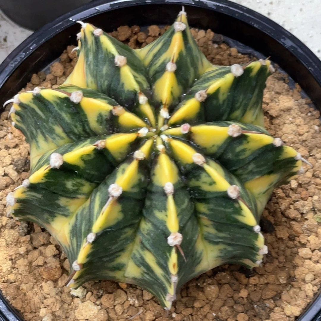无花朵泰系实生根，臀锦虎斑锦