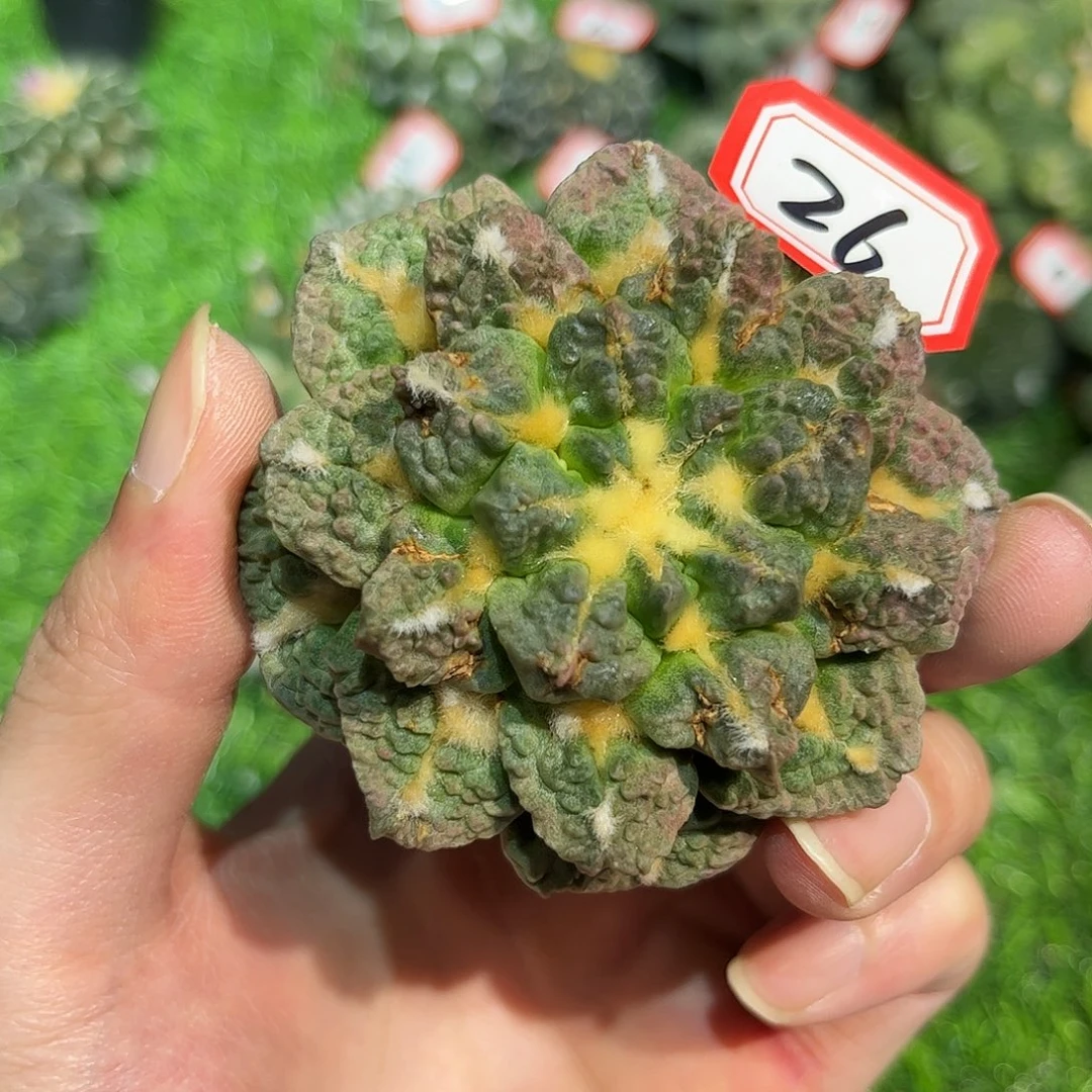 26号自根龙角龟甲