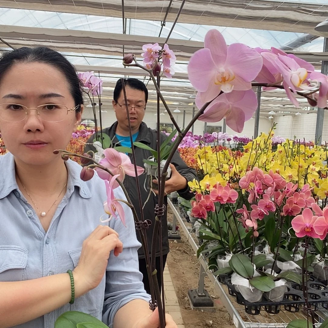 完全开放帕多瓦2剑1棵