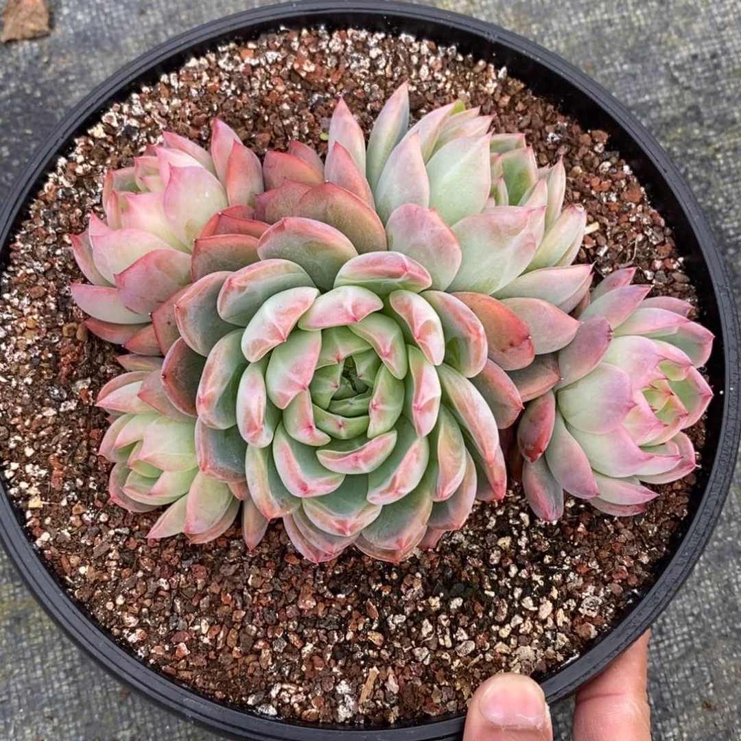 精品一物一拍多肉_红鸾