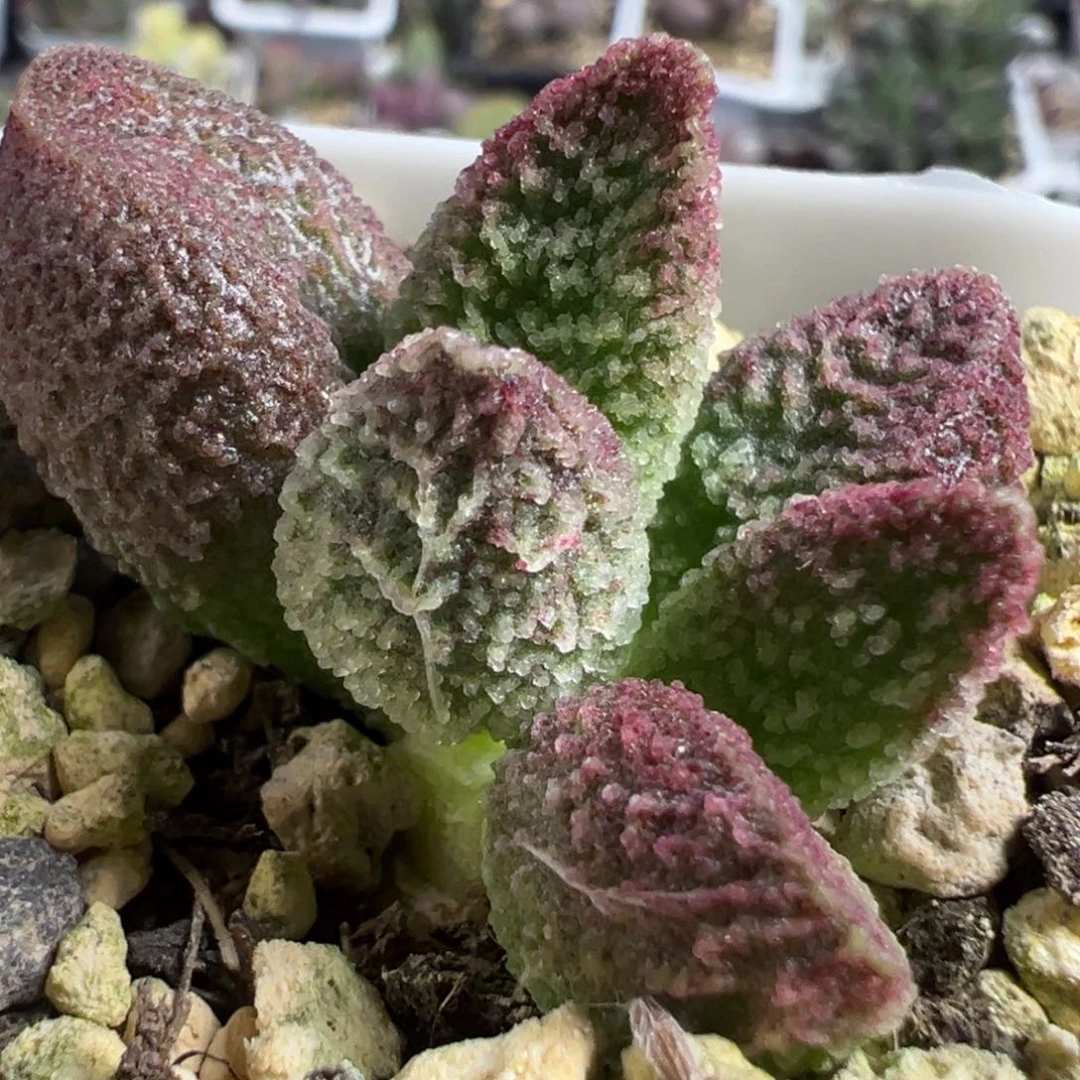 实生新品多肉植物水泡多肉植物