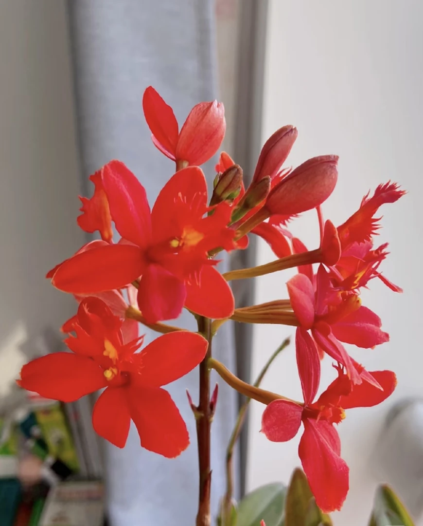 中国红【树兰】 盆栽精致爆花好养花期长  云南鲜花绿植