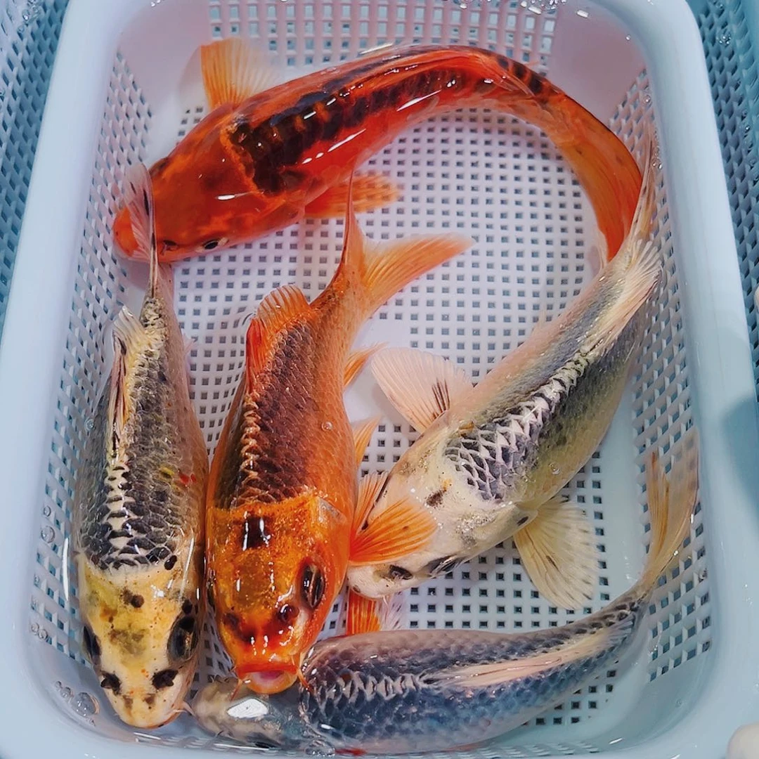 锦鲤锦鲤冷水鱼观赏122