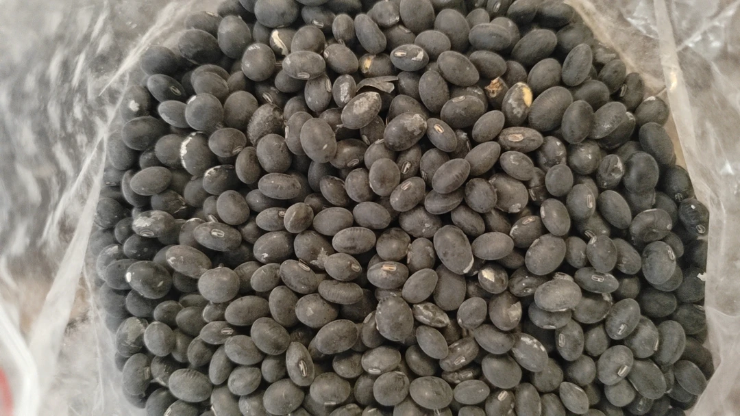 绿心大黑豆农家自种