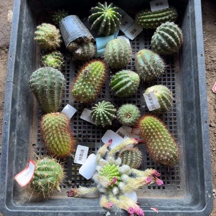 254无根2个侧牙3公分左右斑