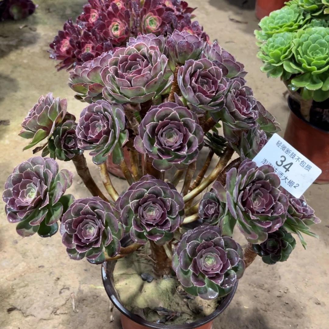 34荷兰园叶玫瑰多肉植物法师