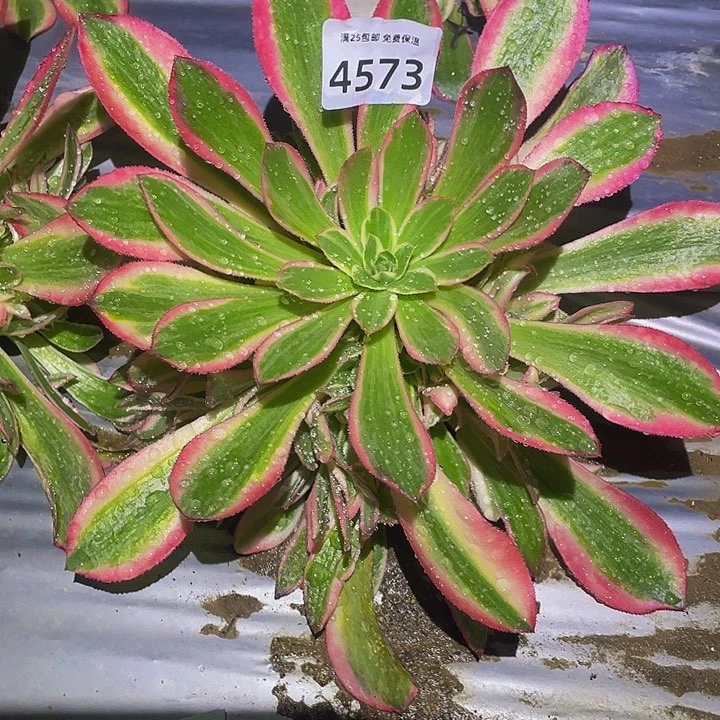 4573男神多肉植物