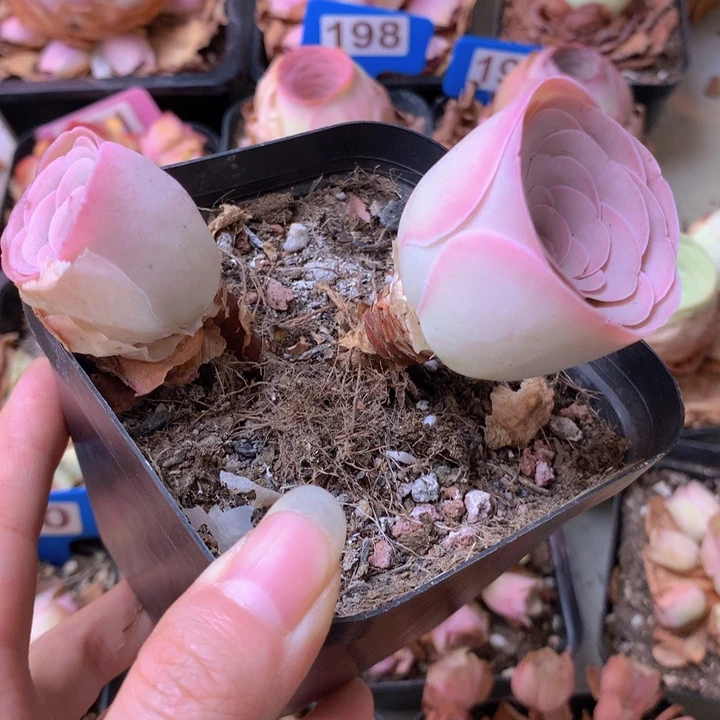 一物一拍星辰福利081