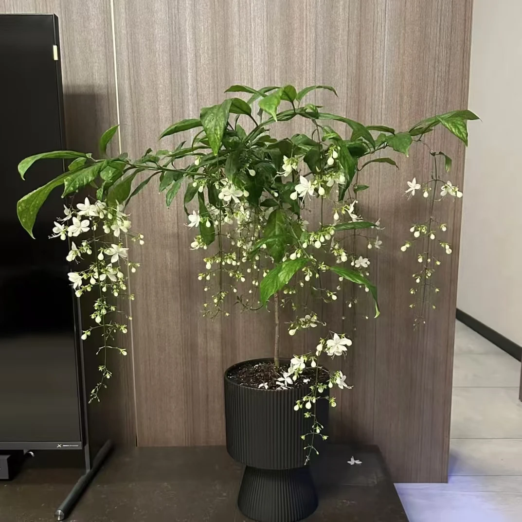 （花王）棒棒糖垂丝茉莉·室内店铺客厅耐阴高端花卉·带花苞