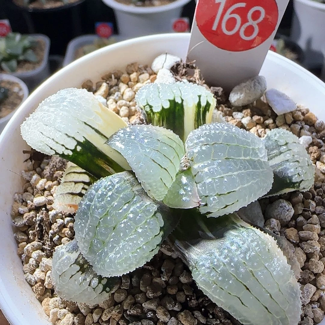 168号天空之境锦一物一拍带盆土