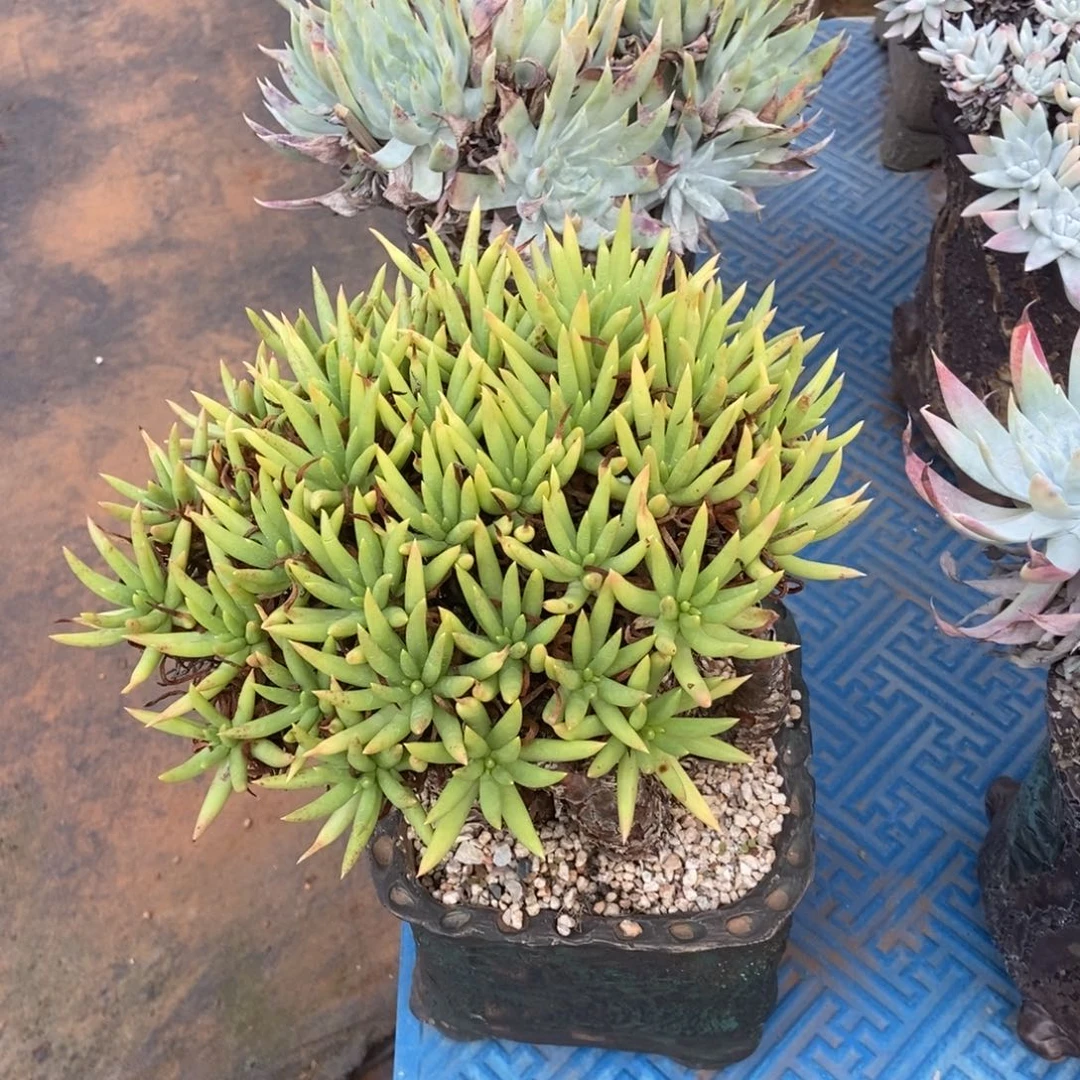 阿尔比芙诺亚多肉植物