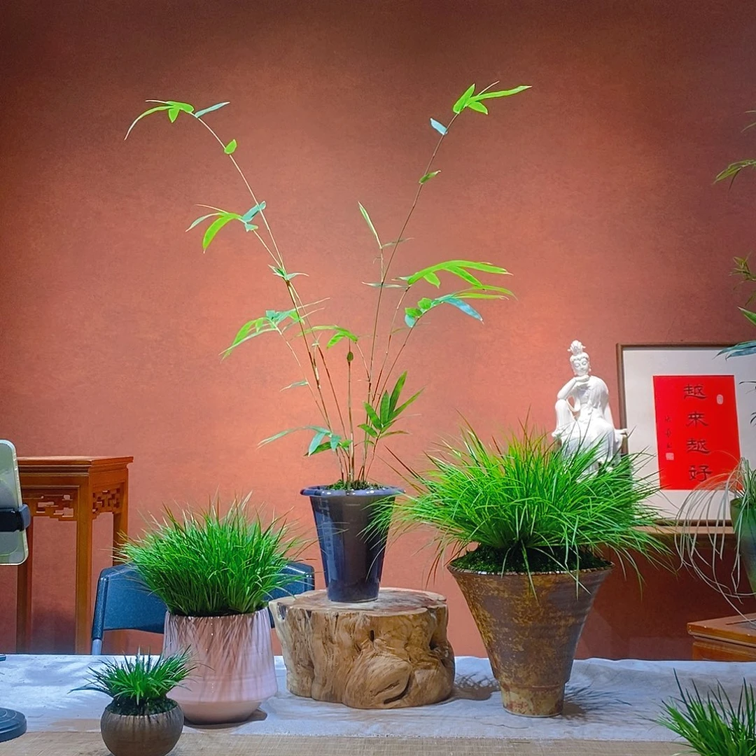 陈***蕾无花朵老桩精品竹盆景作品