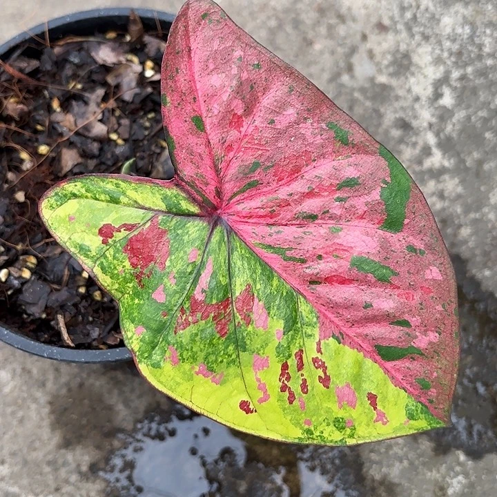 75-1225草莓布丁广东现货