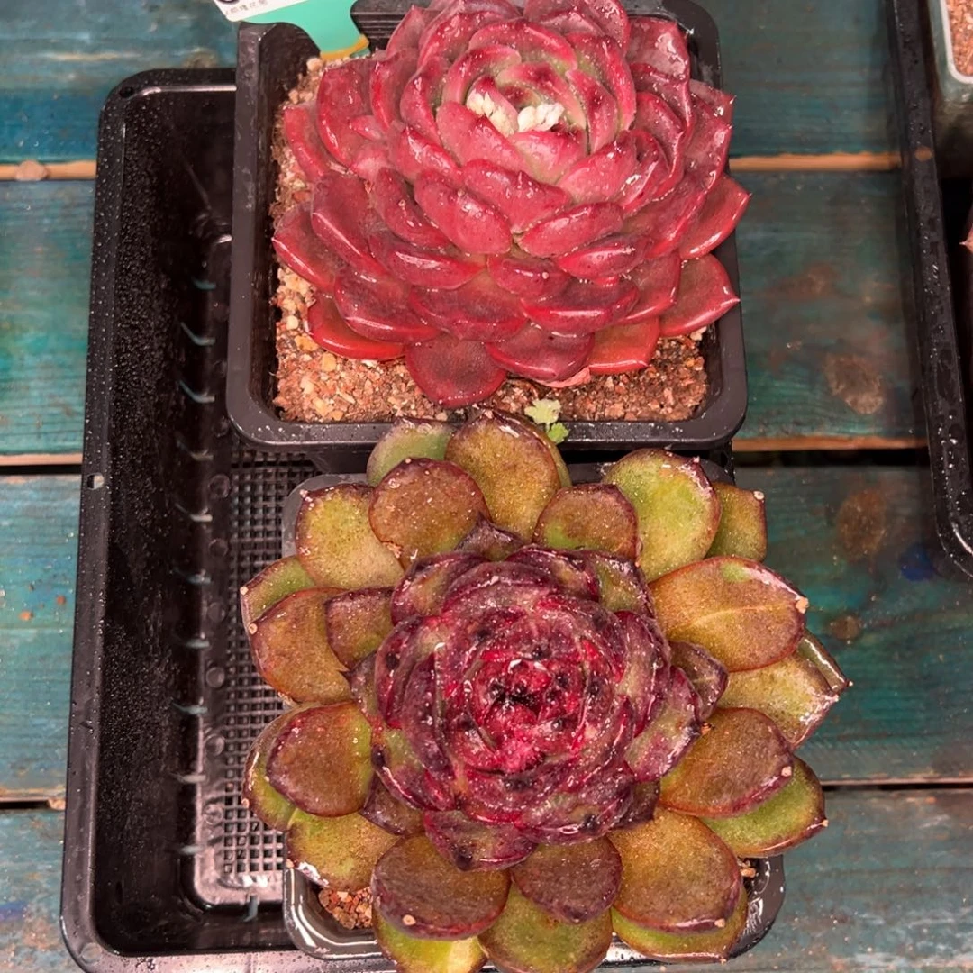 从前慢多肉精选编号0121.250