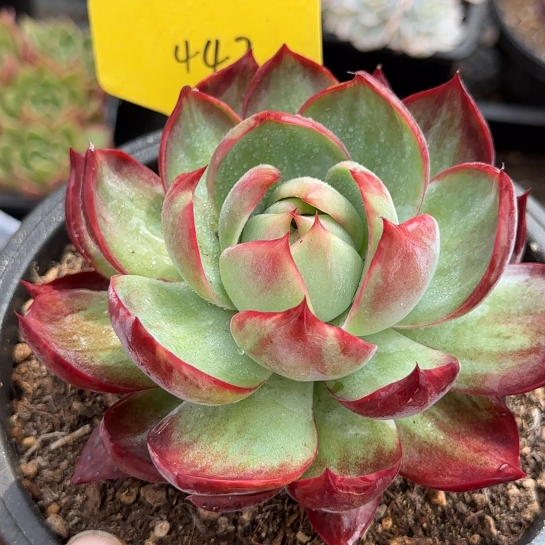 惊鸿一物一拍包装收缩花旱442