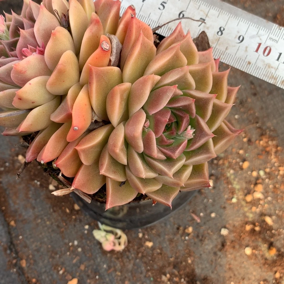 3414杂交精品基地10厘米