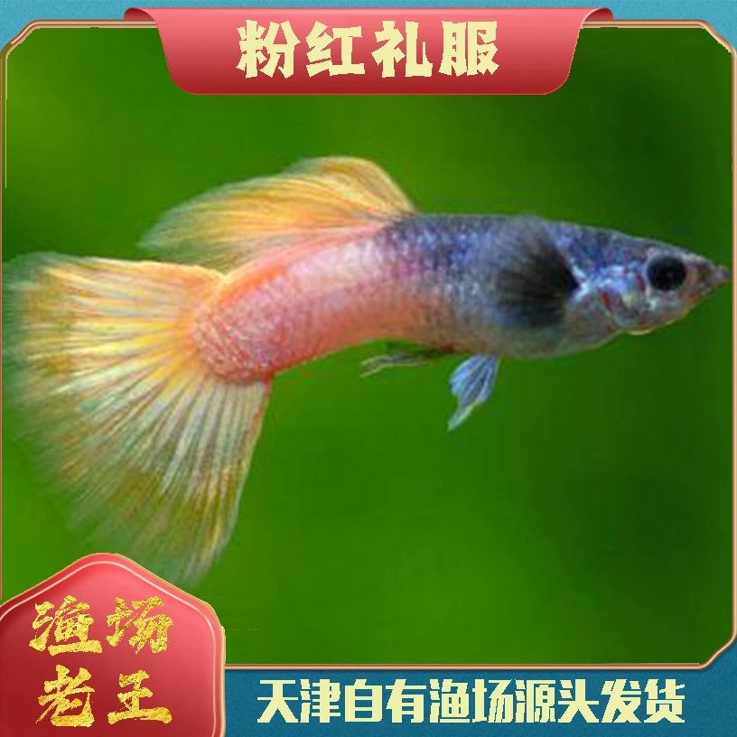 【渔场老王】粉红礼服孔雀鱼