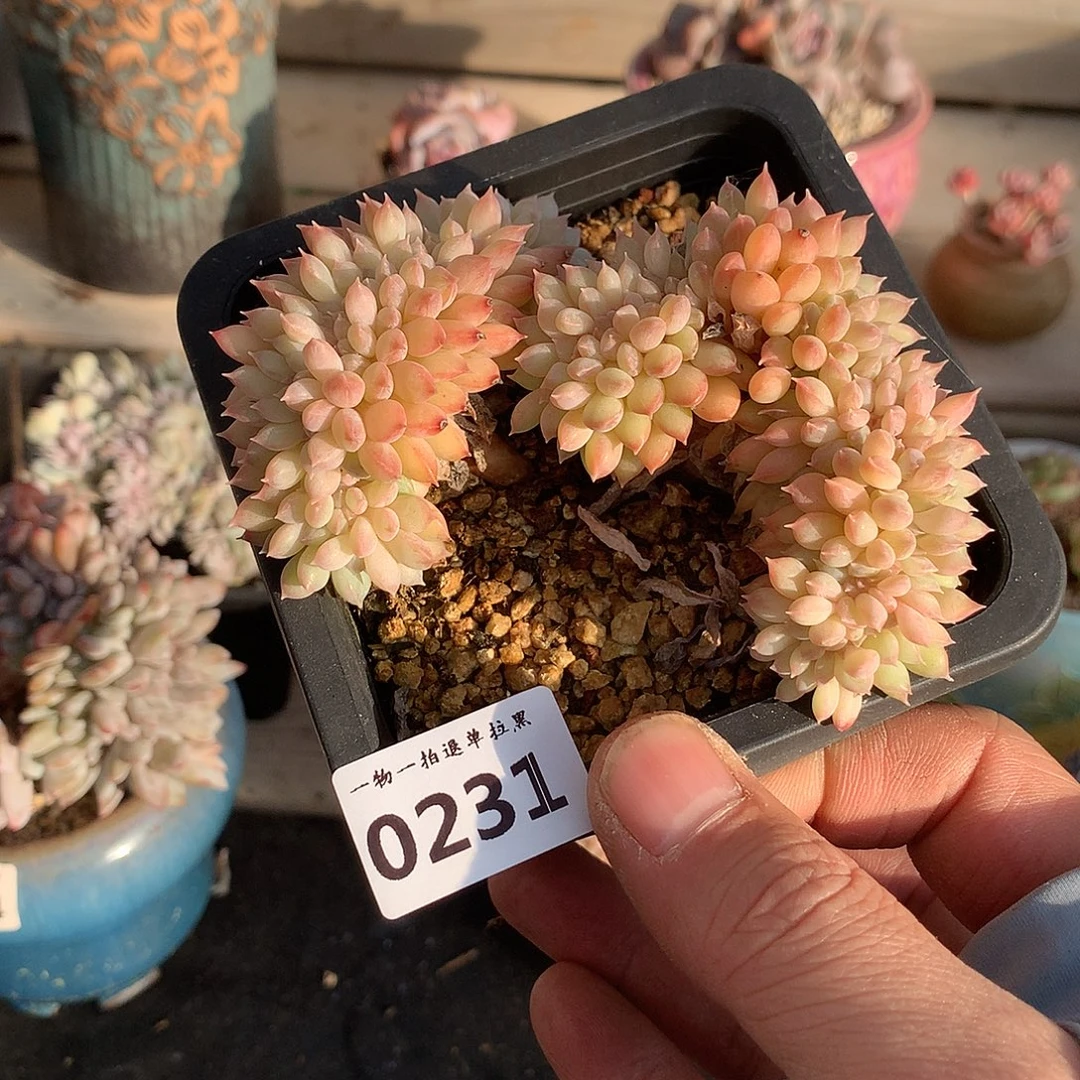 231迈达斯国王缀化一颗10厘米