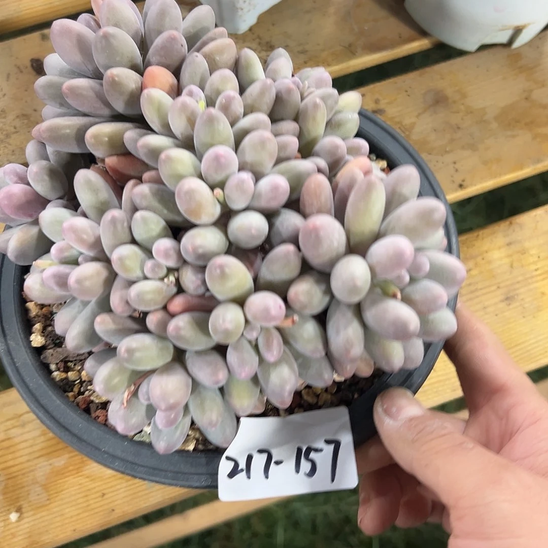 217-157汤圆多头多肉