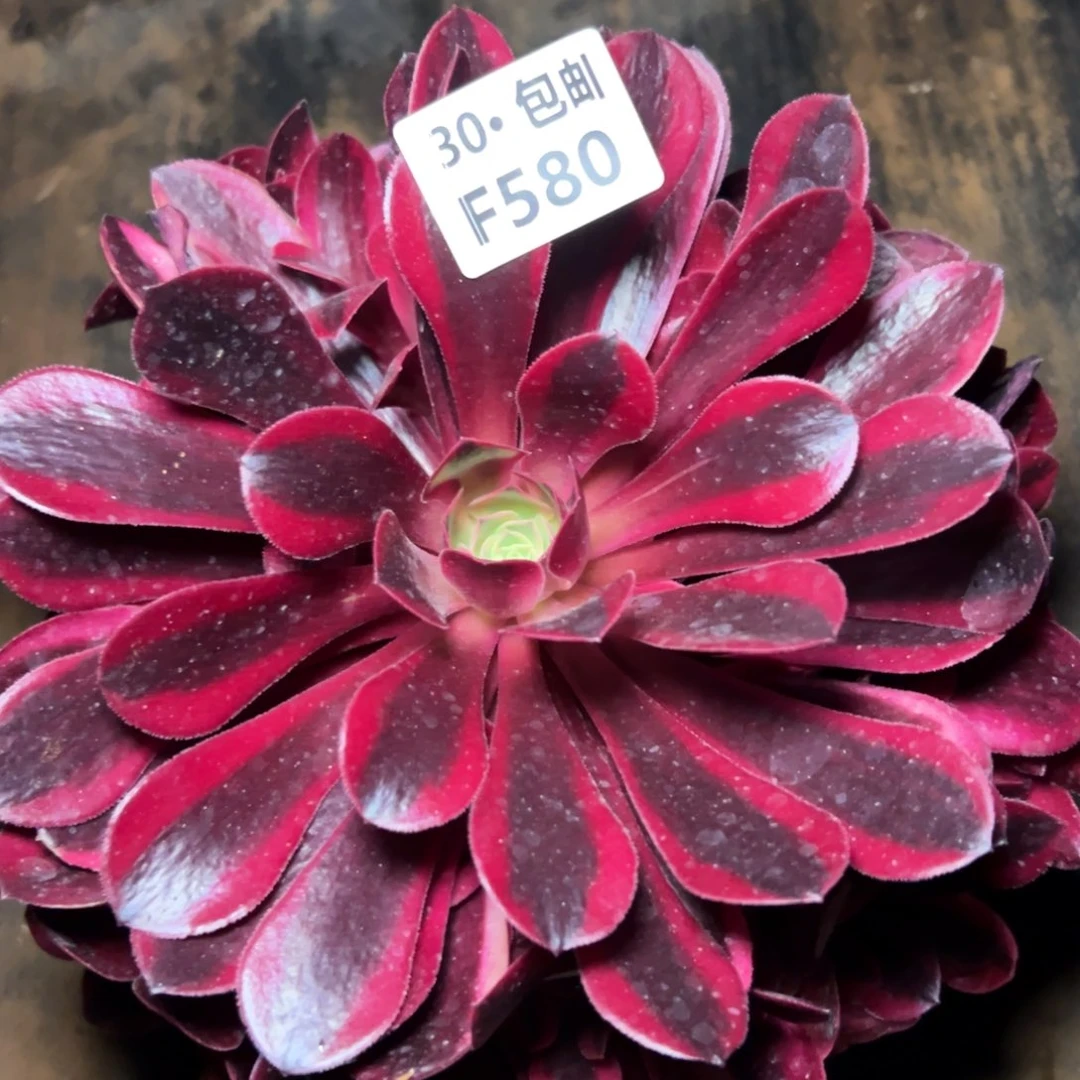 佳*580美杜莎，满20包邮