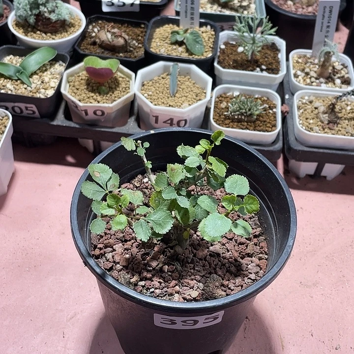395实生纳马没药橄榄