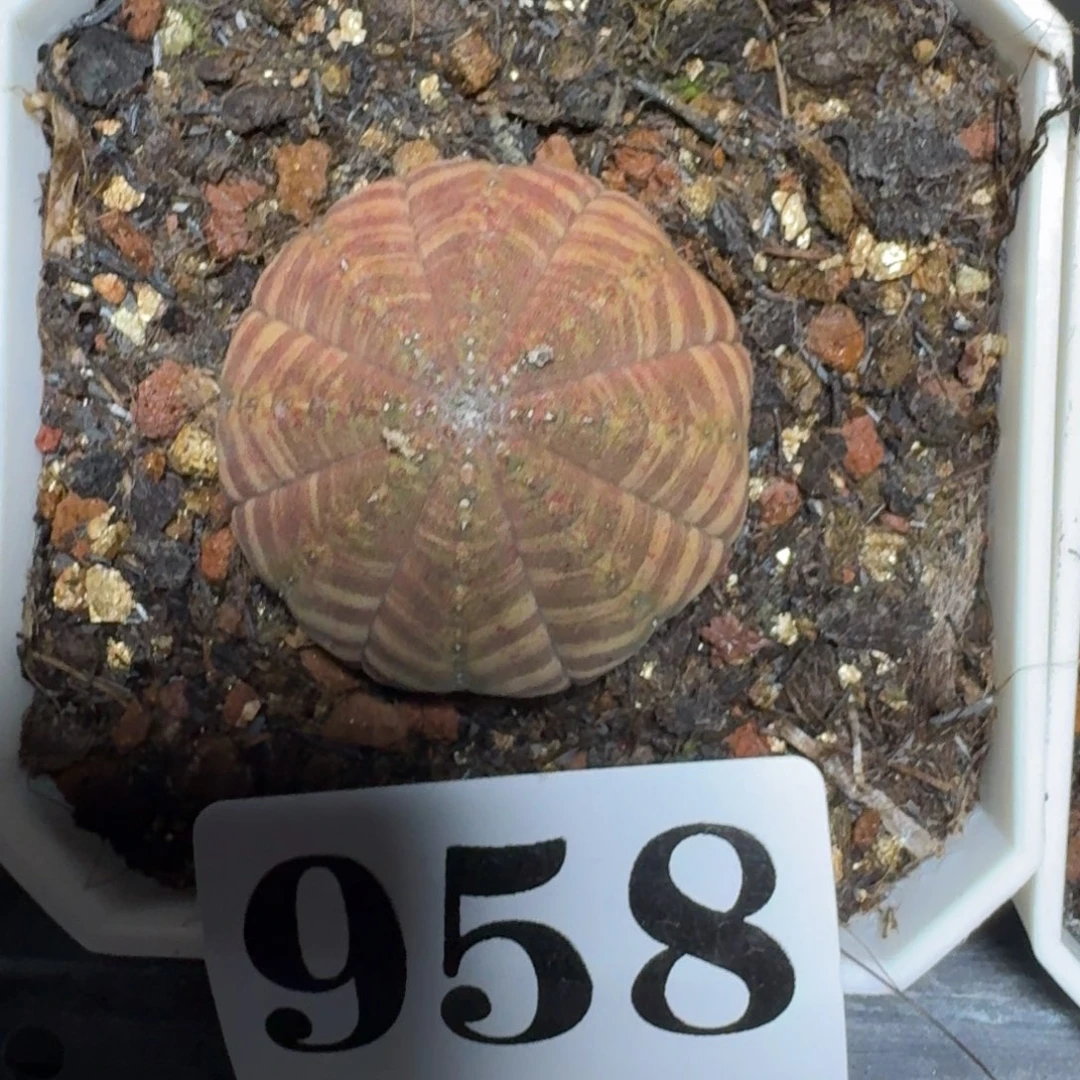 布纹球一物一拍多肉